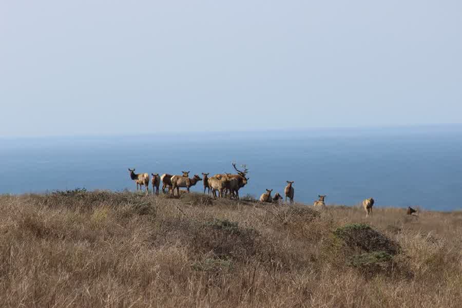 Herde Tule-Wapitis auf einer Klippe über dem Meer