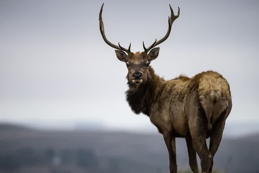 Tule-Wapiti-Hirsch