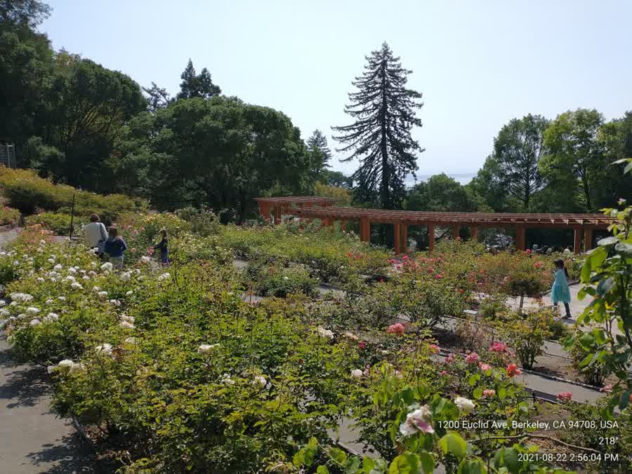 Pergola im Berkeley Rose Garden