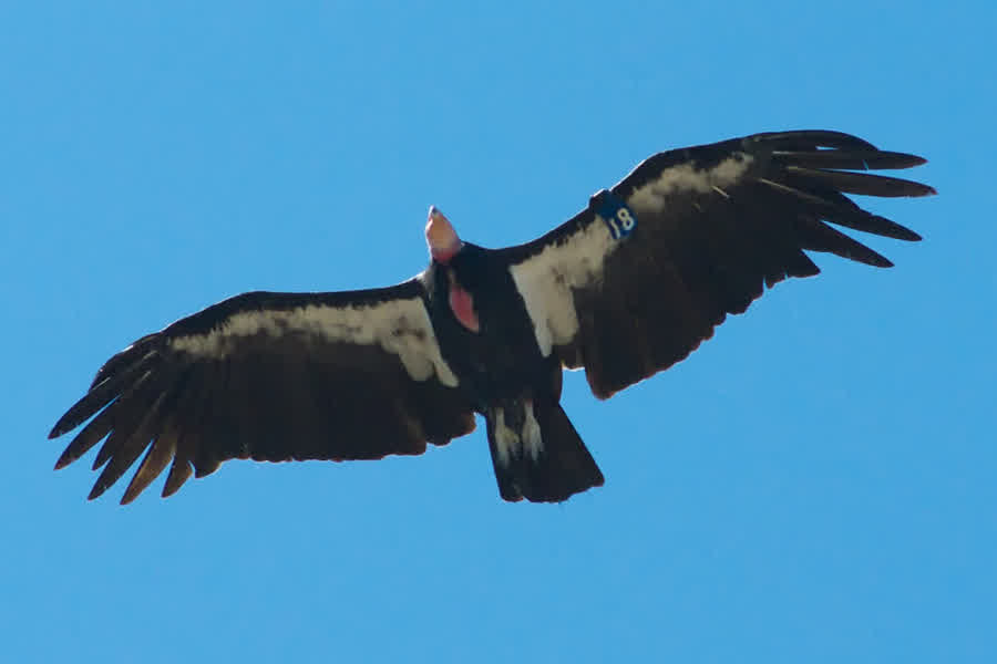 Kondor im Flug