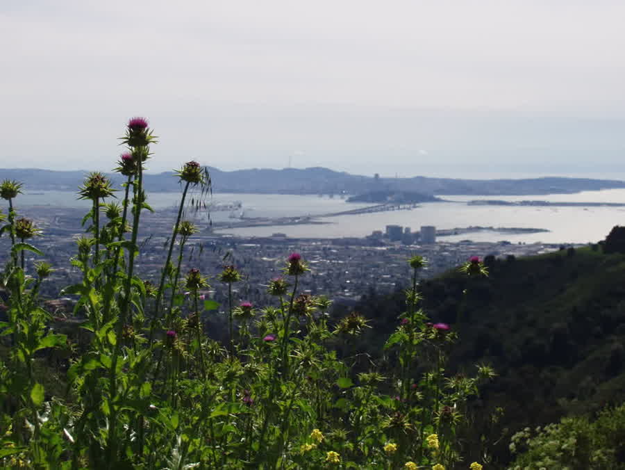 Blick nach Westen aus dem Tilden Park über die Bay